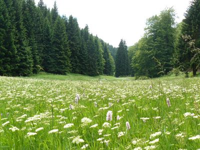 Waldwiese