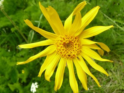 Arnica montana